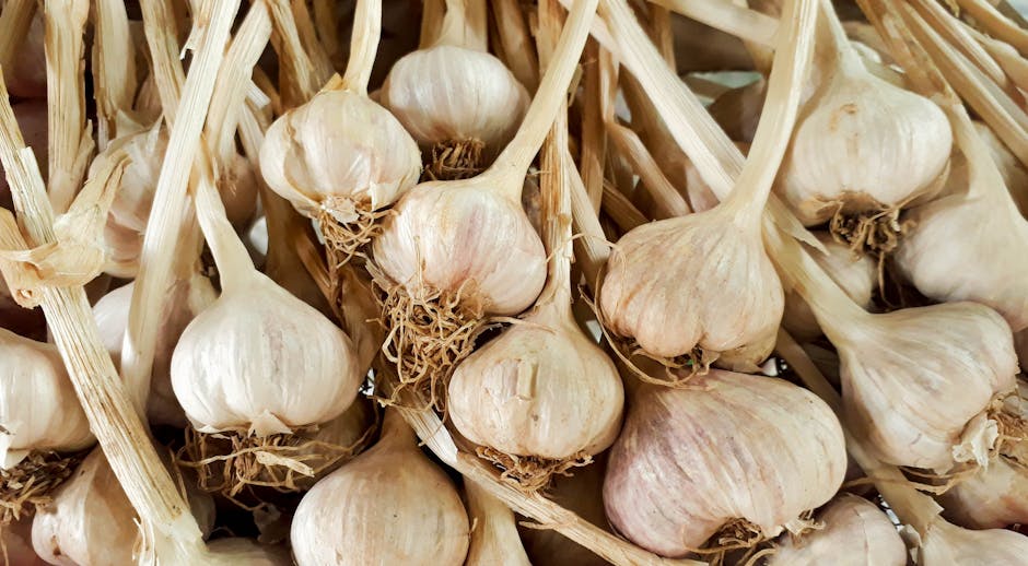 A close-up shot of fresh garlic bulbs with stems, ideal for cooking and healthy eating themes.