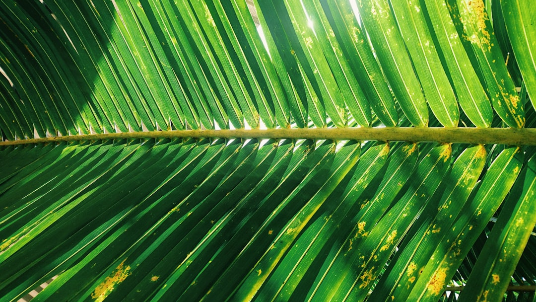 green palm tree during daytime